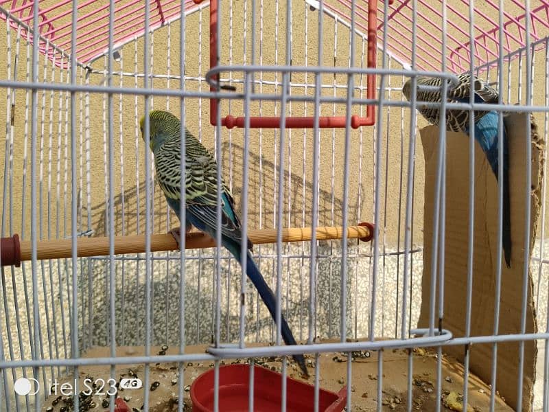 budgie parrot with cage for sale 3