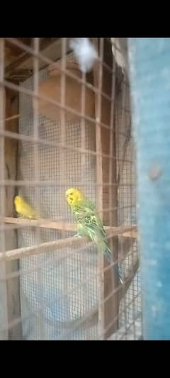 parrots cage for sale