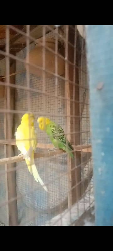 parrots cage for sale 1