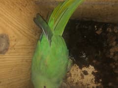 Pakistani female parrot