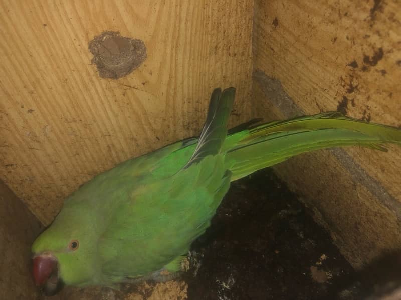 Pakistani female parrot 1