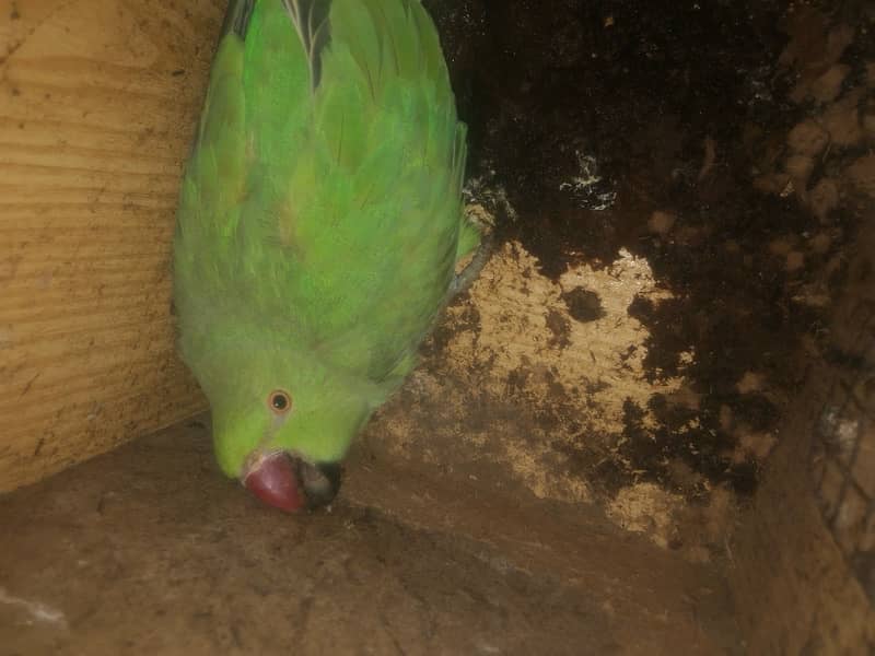 Pakistani female parrot 2