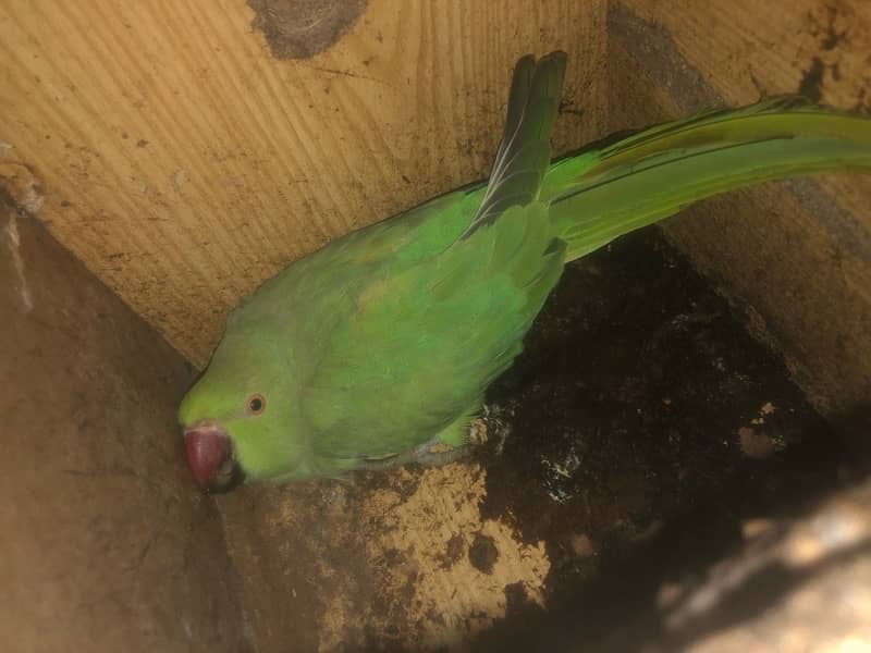 Pakistani female parrot 3