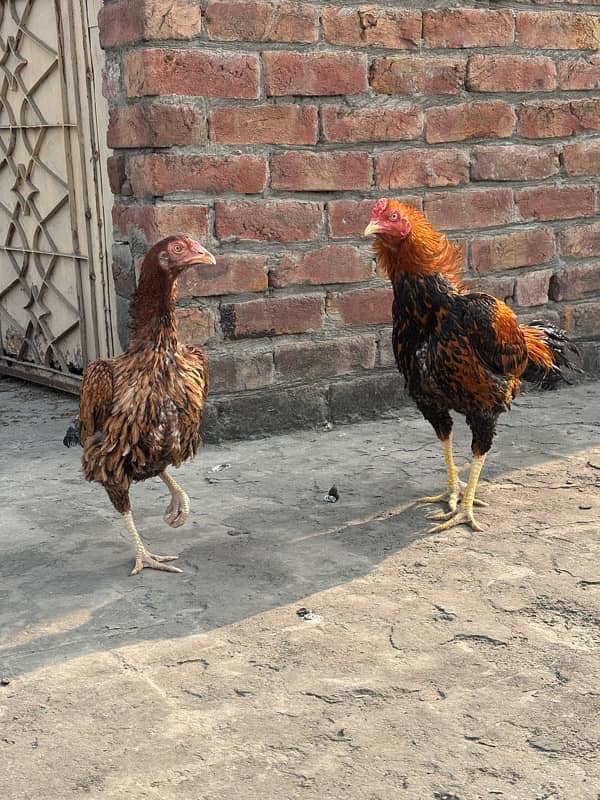 Aseel mianwali pair male 5500 female 4000 4