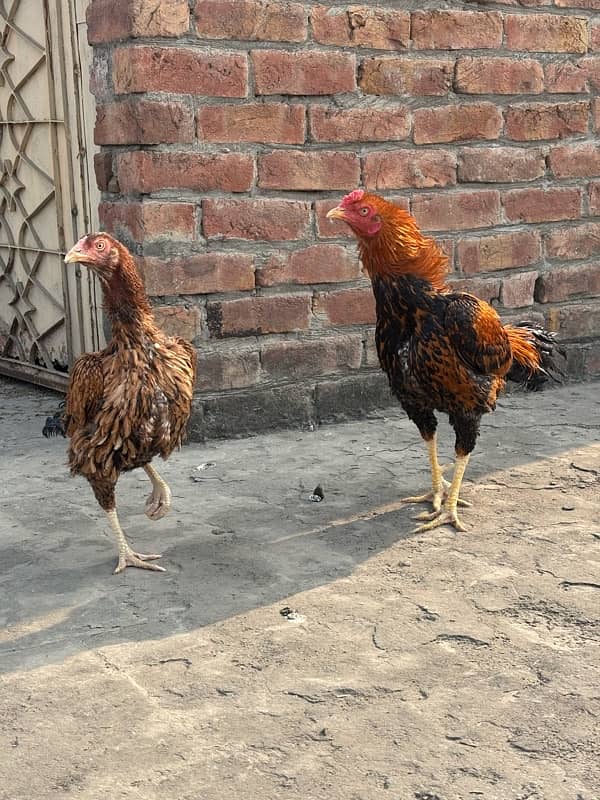 Aseel mianwali pair male 5500 female 4000 5