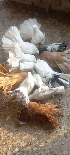 American fantail pigeons for sale