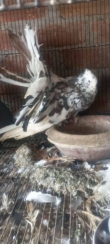 American fantail pigeons for sale 1