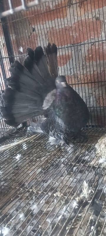 American fantail pigeons for sale 2