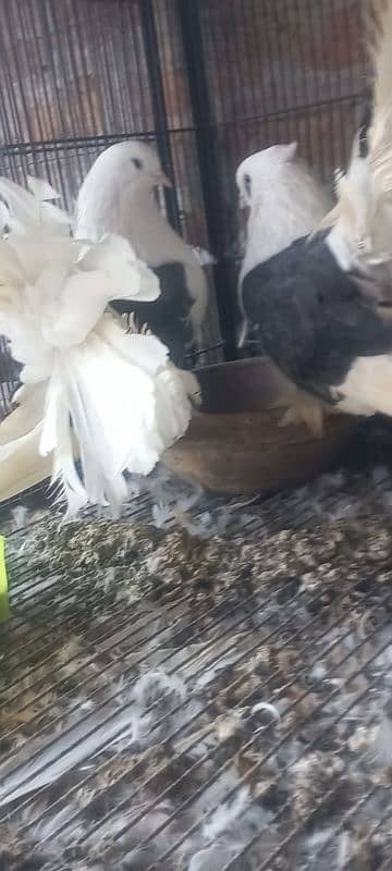 American fantail pigeons for sale 3