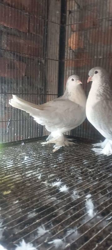 American fantail pigeons for sale 4