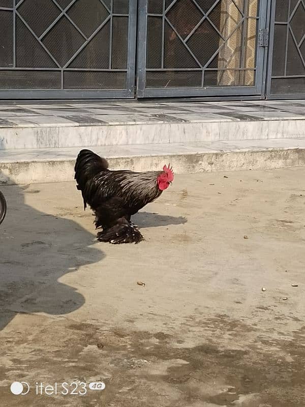 Fancy birds available 2 pair bantam & 2 aseel madiyan 0