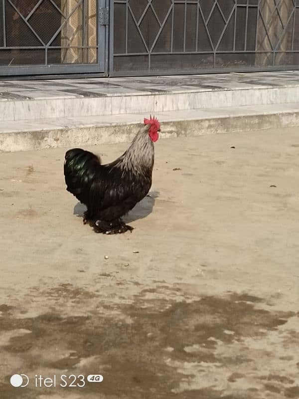 Fancy birds available 2 pair bantam & 2 aseel madiyan 2