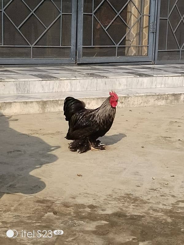 Fancy birds available 2 pair bantam & 2 aseel madiyan 3