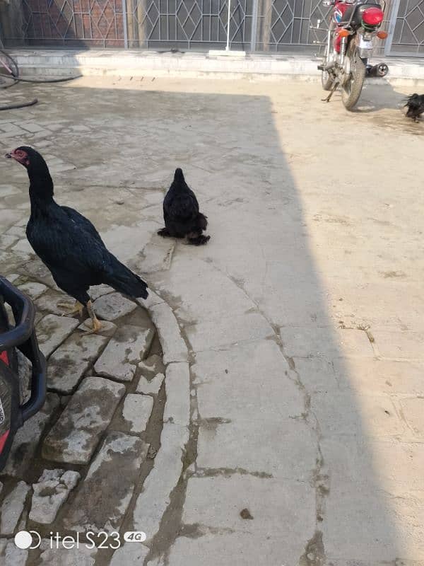 Fancy birds available 2 pair bantam & 2 aseel madiyan 4