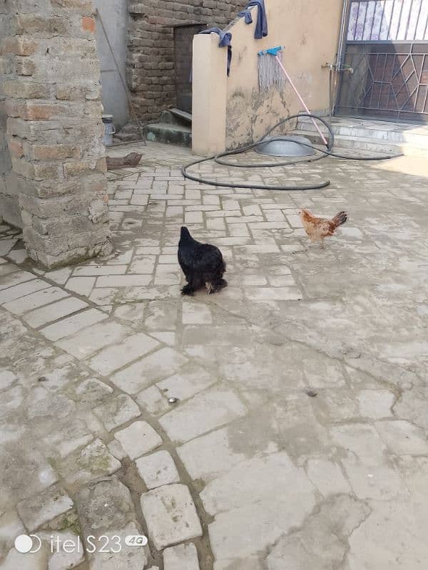 Fancy birds available 2 pair bantam & 2 aseel madiyan 5