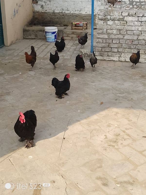 Fancy birds available 2 pair bantam & 2 aseel madiyan 6