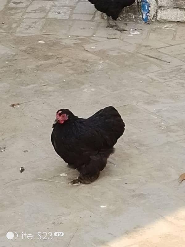 Fancy birds available 2 pair bantam & 2 aseel madiyan 7