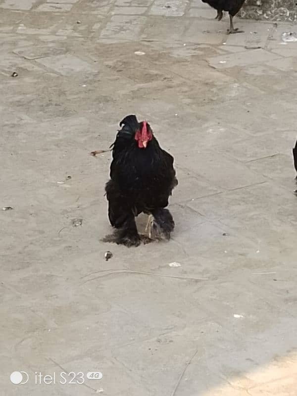 Fancy birds available 2 pair bantam & 2 aseel madiyan 8