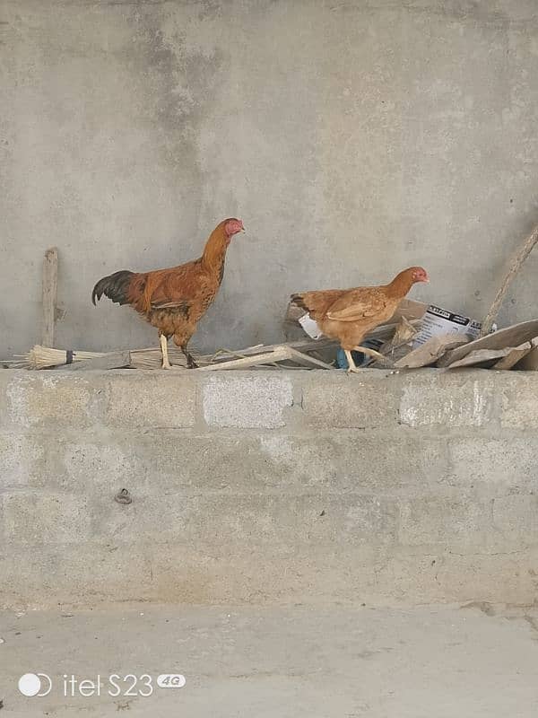 Fancy birds available 2 pair bantam & 2 aseel madiyan 13