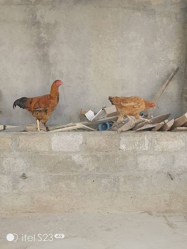 Fancy birds available 2 pair bantam & 2 aseel madiyan 18