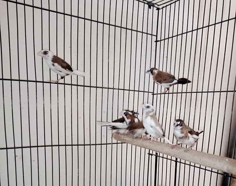 banglize finch for sale 0