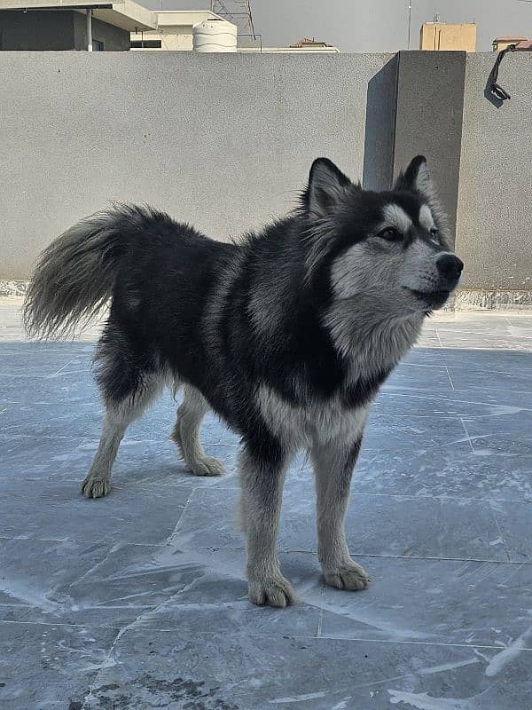 husky wholly coated 3