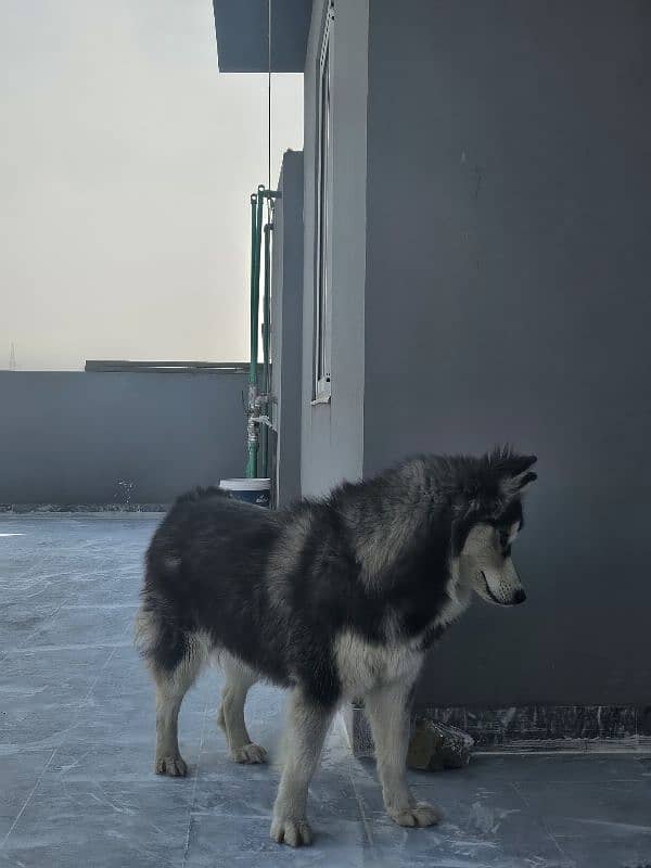 husky wholly coated 4