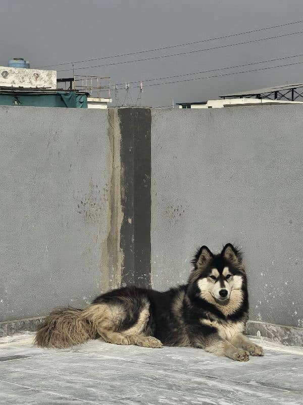 husky wholly coated 5