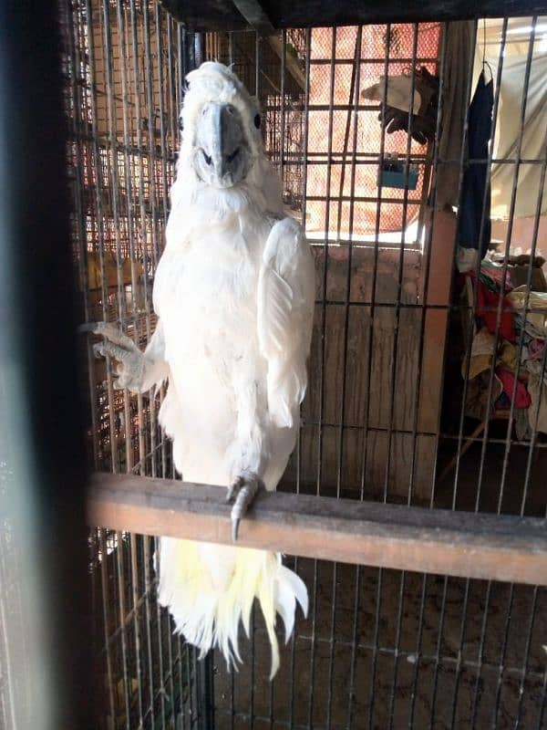 Triton cockato breeder male 03156376925 0