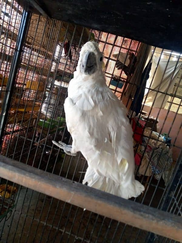 Triton cockato breeder male 03156376925 2