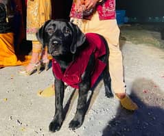 Black Labrador Dog For Stud +92 309 1448422