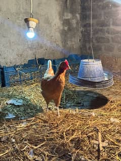 Golden misri egg leying hens