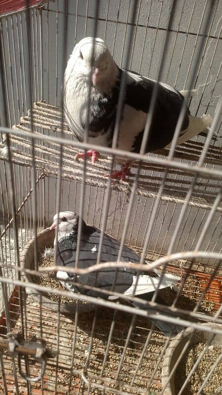 Pigeon pair with 2 egg 5