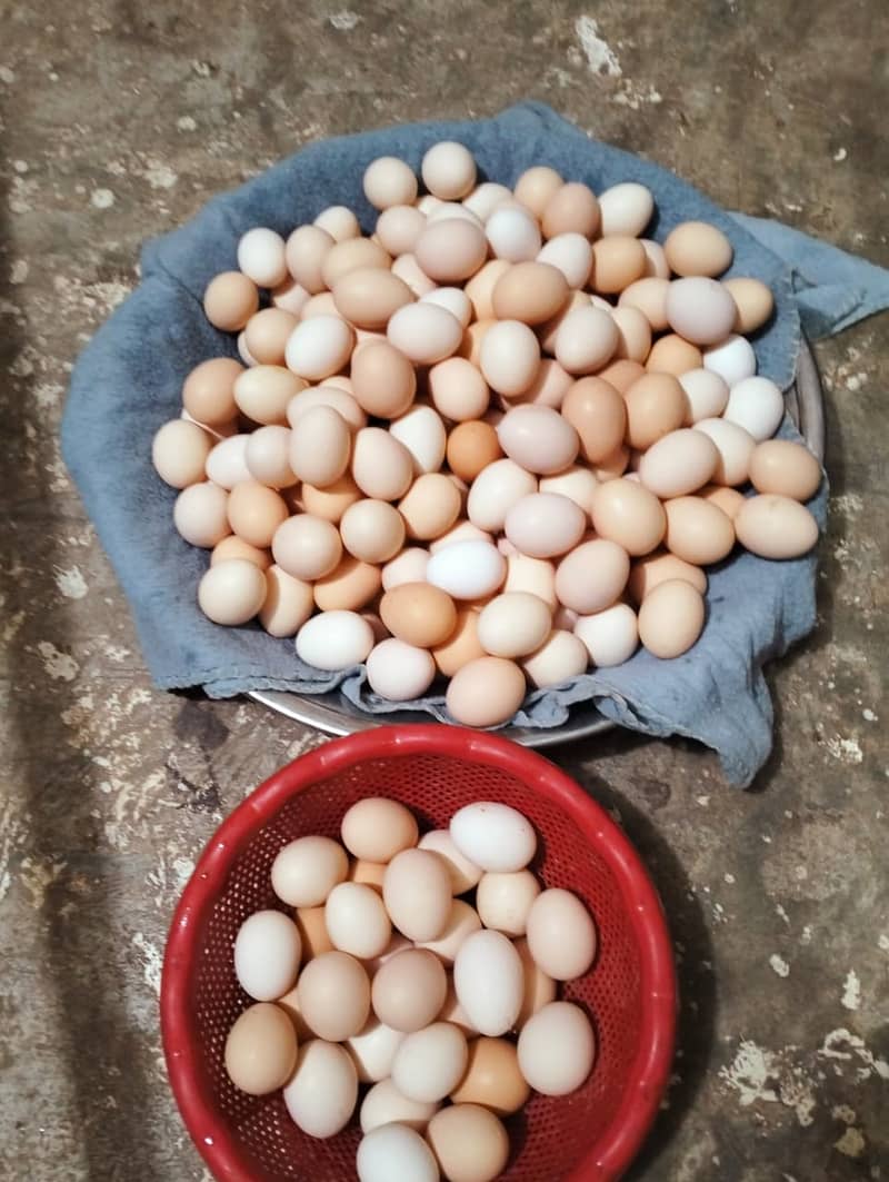 Hens golden misri ,eggs, poultry form 3