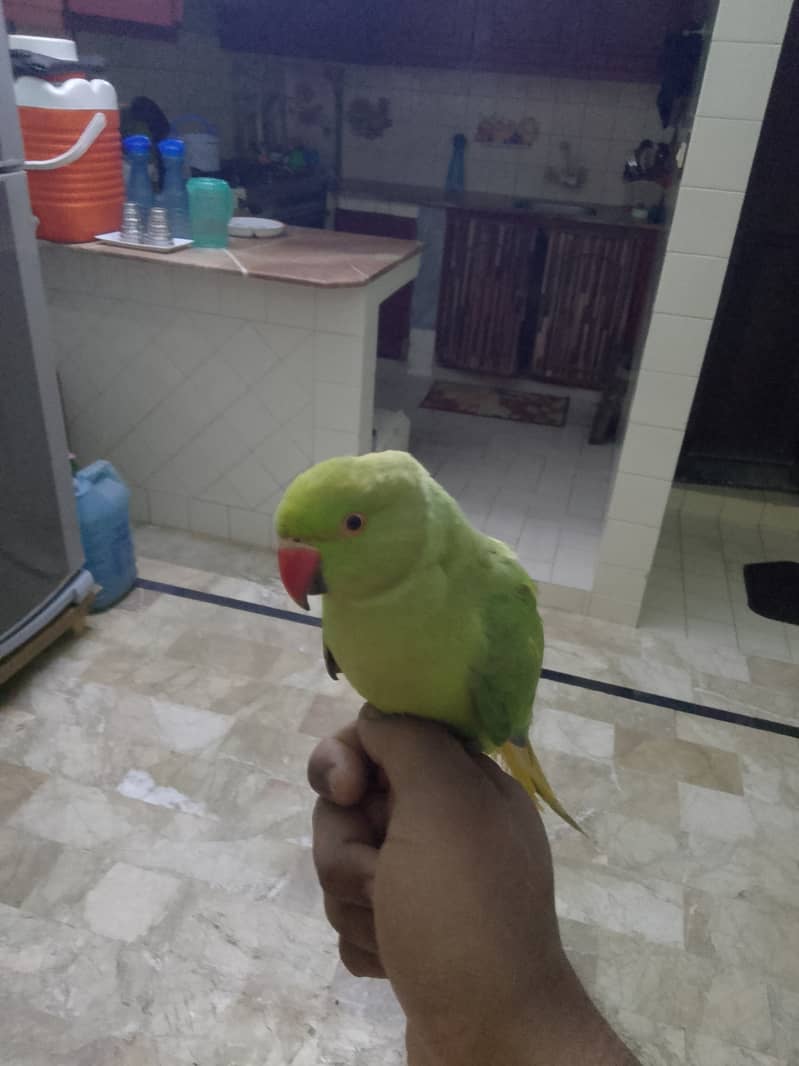 Hand tame mithu 0