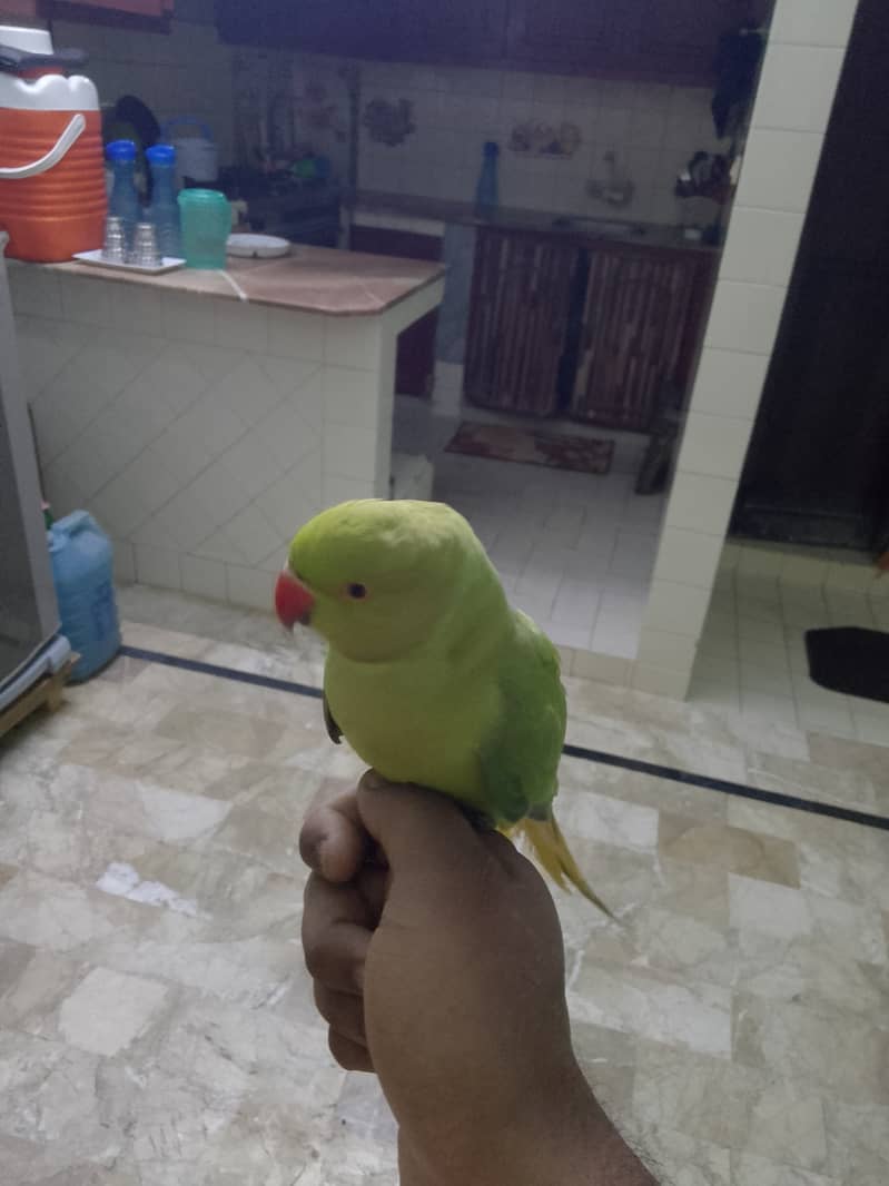 Hand tame mithu 1