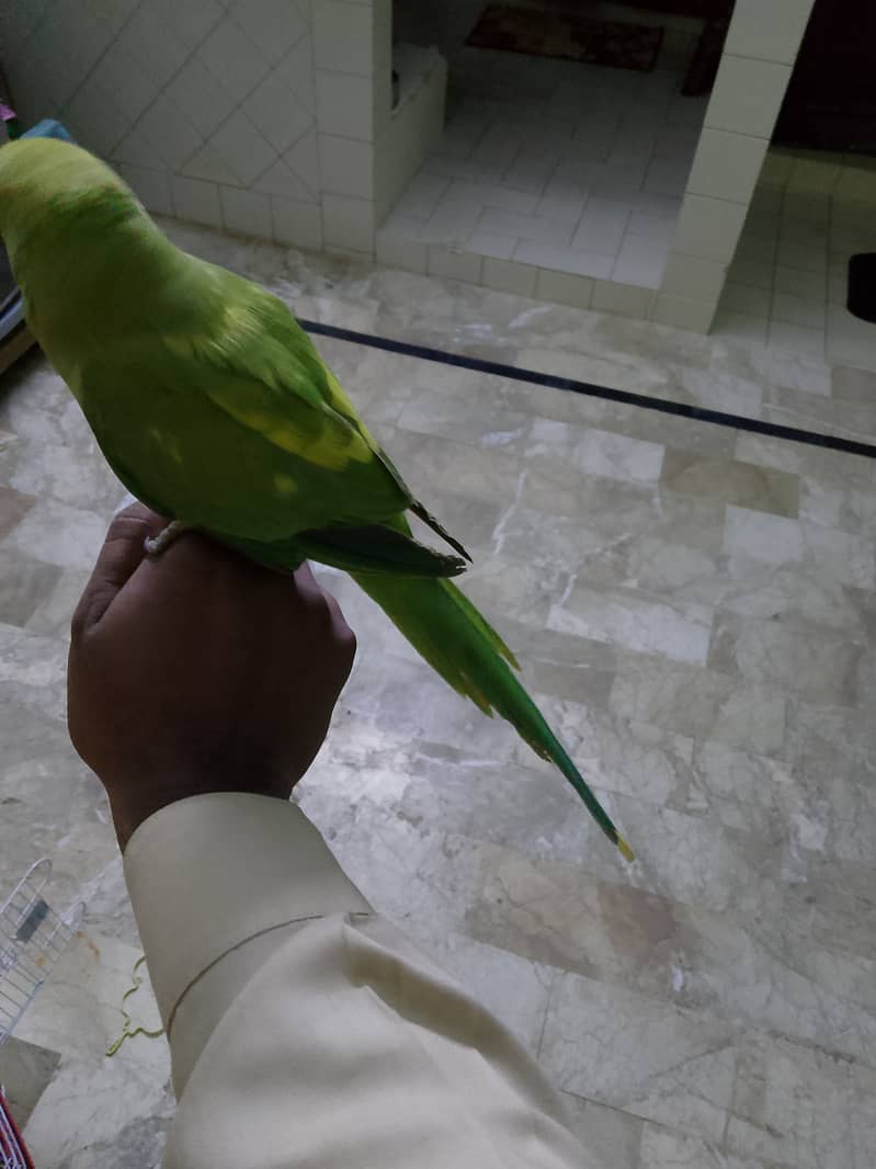 Hand tame mithu 2