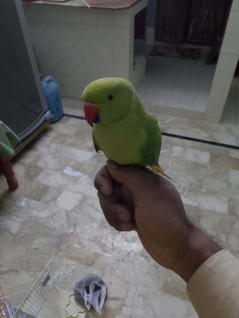 Hand tame mithu 3