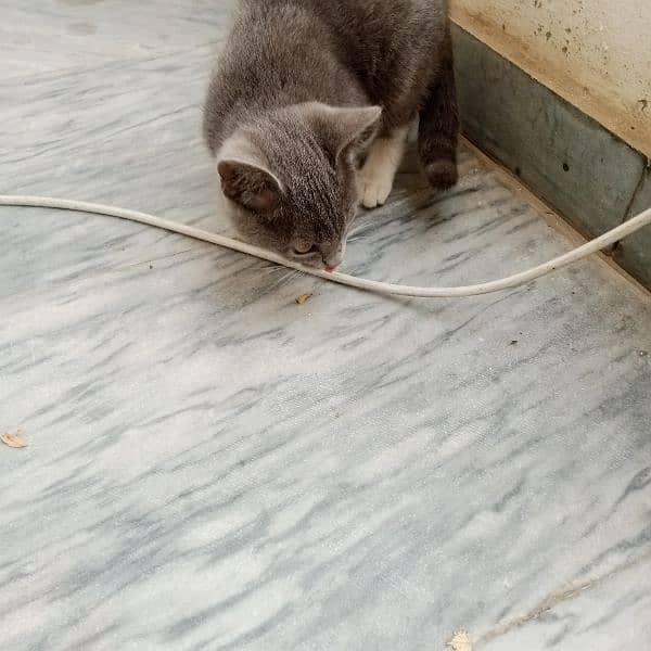 Kitten for sale 3