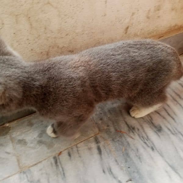 Kitten for sale 4