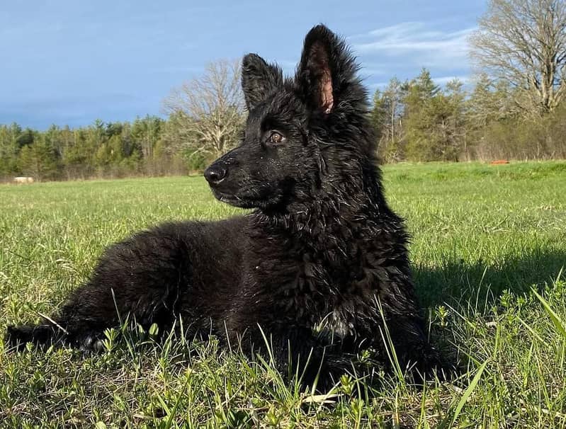 Black shepherd Puppy | Puppy | Dog for sale 0