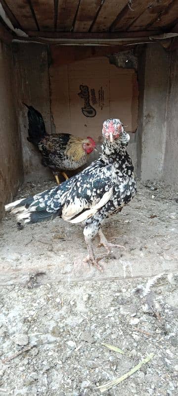 aseel hen for sale only call 0