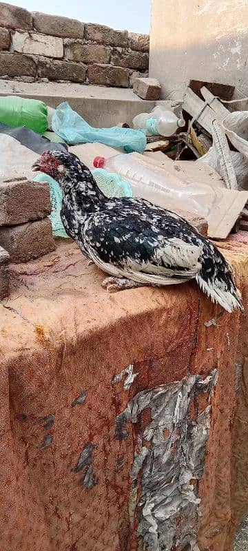 aseel hen for sale only call 1