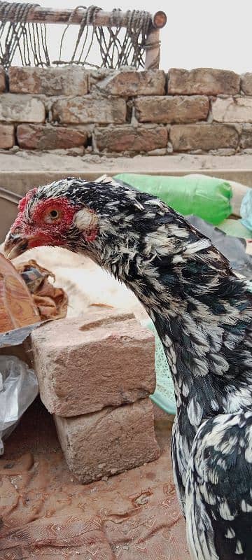 aseel hen for sale only call 2