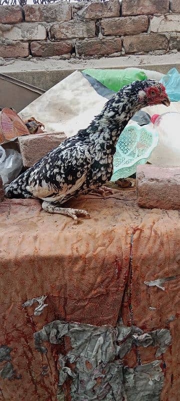 aseel hen for sale only call 3