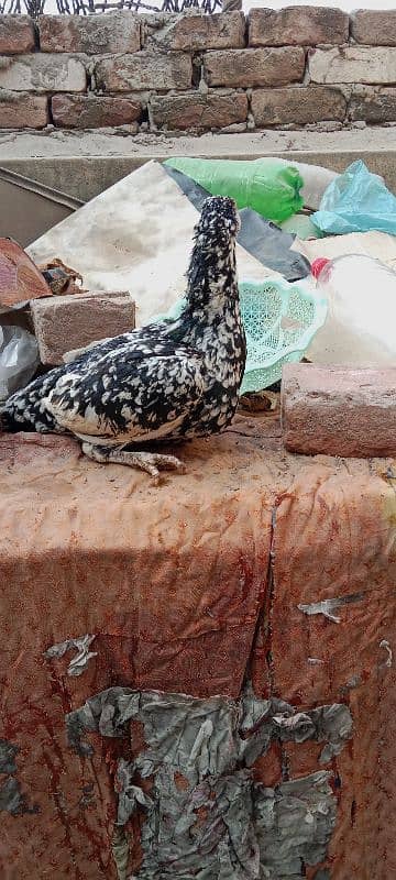 aseel hen for sale only call 4