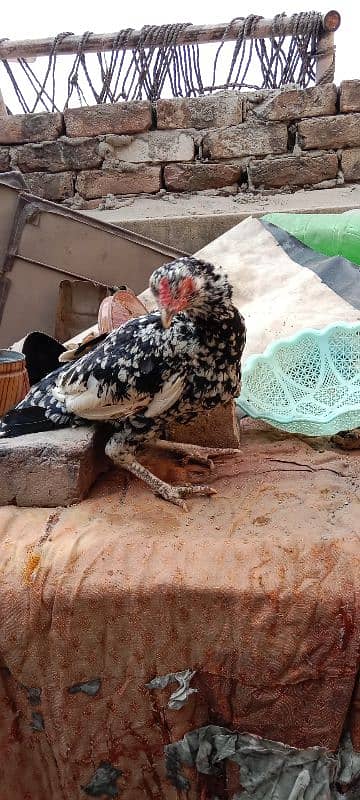 aseel hen for sale only call 5