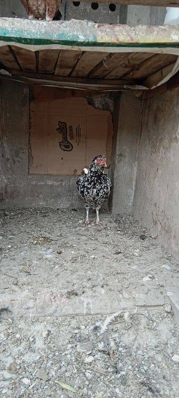 aseel hen for sale only call 6