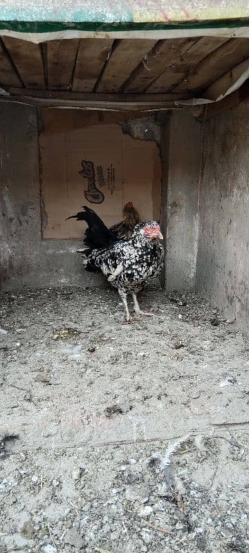 aseel hen for sale only call 7