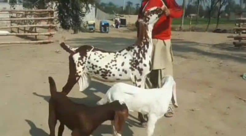 Desi Bakri 2 Bacchon Ka Sath For Sale Call On 0313,4935016 0